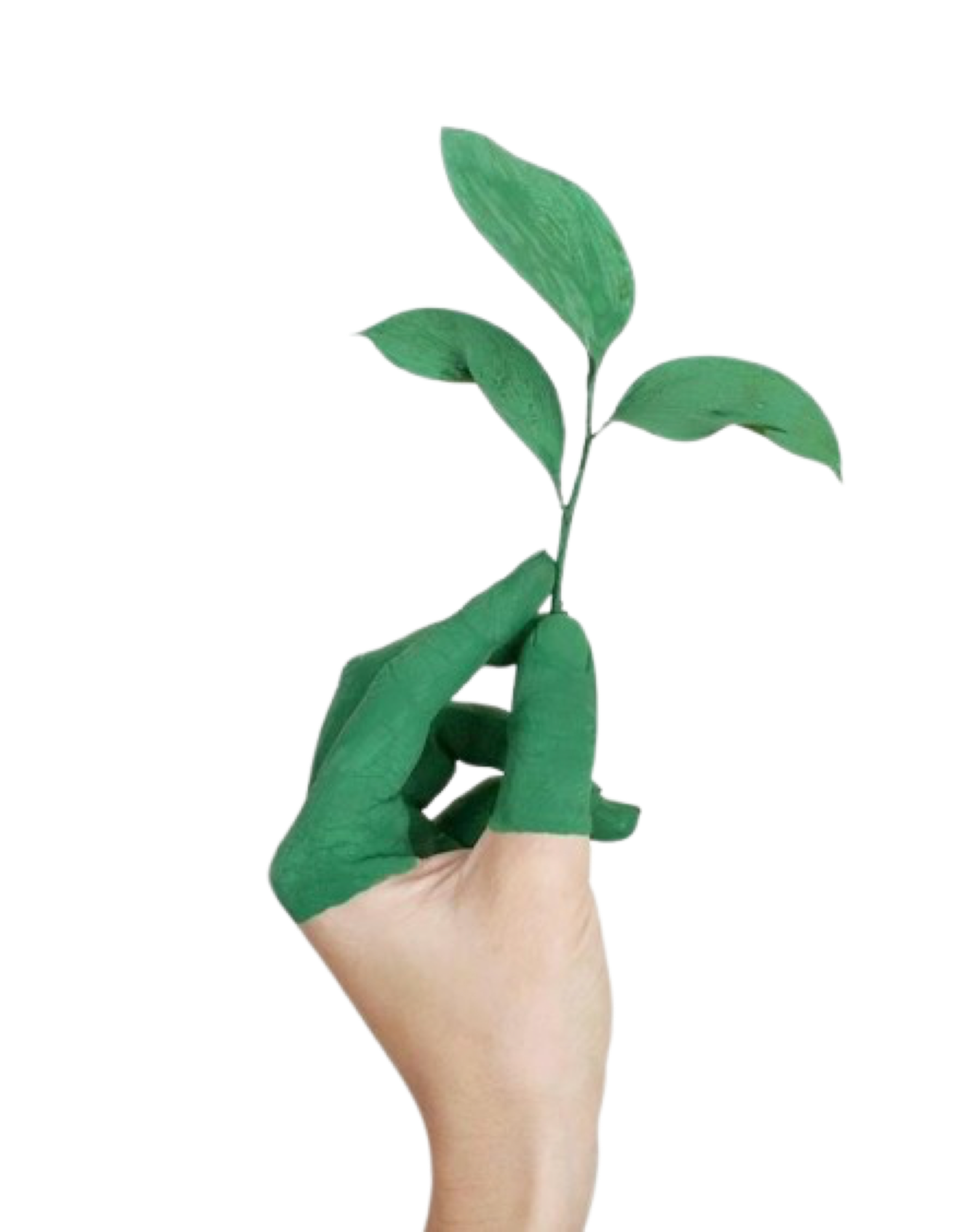 Green leaf held during certification and export quality review for Sri Lankan products