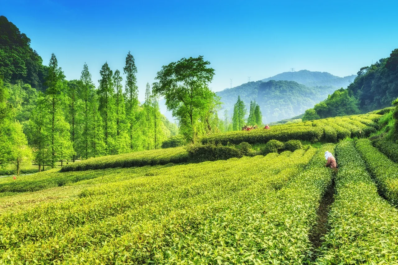 Tea picker working in a lush Ceylon tea estate in Sri Lanka
