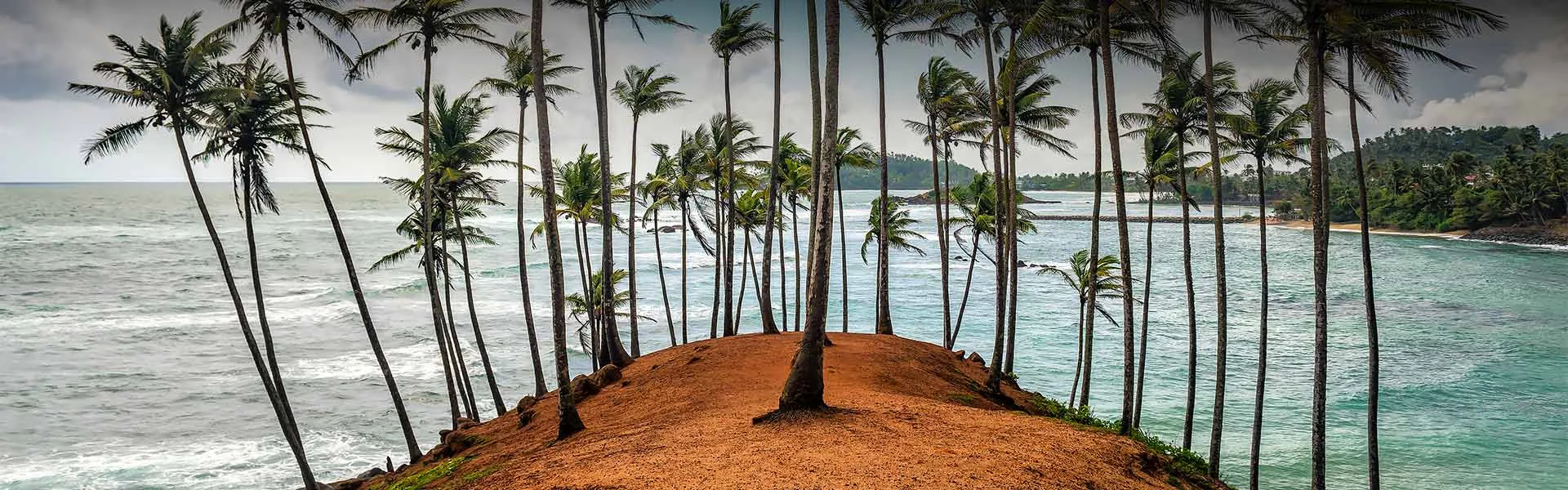 Palm-lined tropical coastline in Sri Lanka